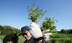 제주 청정 고사리입니다