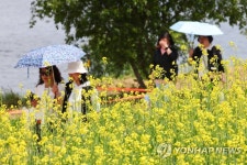 초여름 날씨 유채꽃 구경은 양산과 함께