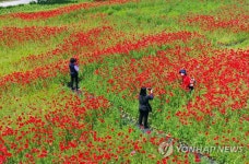 꽃양귀비 만개한 밀양