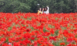 붉게 물든 양귀비꽃
