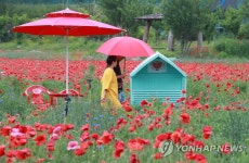 개막 앞둔 용수골꽃양귀비 축제장