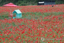 개막 앞둔 용수골꽃양귀비 축제장