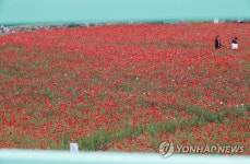 민트색과 붉은 꽃양귀비의 절묘한 조화