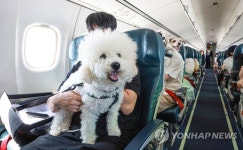 댕댕이 제주 전세기 타고 가는 여행