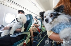 반려견과 함께하는 제주 여행