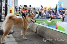 멍때리기 구경하는 멍멍이
