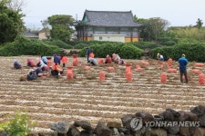 제주 마늘 출하 한창