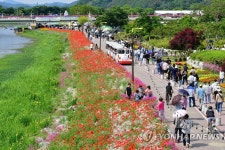 장성 황룡강 꽃길축제, 올해 12만8천500명 방문
