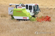 제주는 보리 수확철