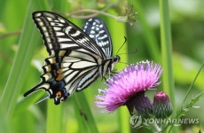 엉겅퀴꽃에 앉은 호랑나비