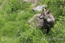 청주동물원에 둥지 튼 산양