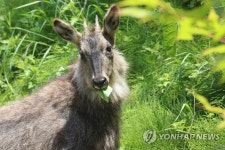 청주동물원에 둥지 튼 산양