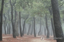 연출자는 바다 안개…몽환적 강릉 송정 솔밭