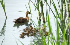 엄마가 지켜줄게