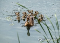 엄마가 지켜줄게