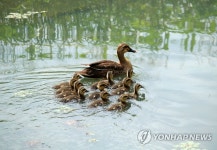 엄마 따라 졸졸