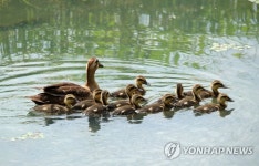 엄마 따라 졸졸