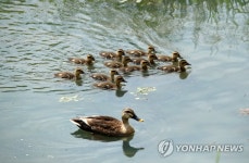엄마 따라 졸졸