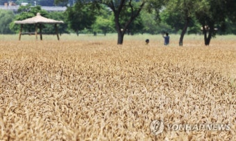 하루 앞으로 다가온 망종