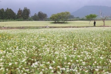 메밀 고장 제주, 봄·가을 두차례 메밀 재배한다