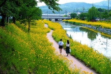 [픽! 제천] 노랗게 물든 제천 하소천…금계국 만발