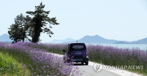 퍼플섬 해변길의 보라색 버들마편초