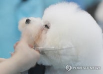 애견 미용 콘테스트 예뻐지는 중