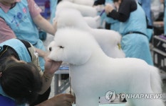 애견 미용 콘테스트 예뻐지는 중