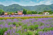 보랏빛 라벤더가 한가득