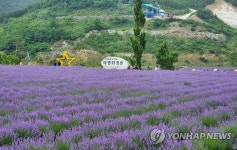 온통 보랏빛 세상…여기가 무릉별유천지