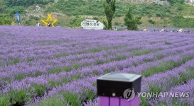 온통 보랏빛 세상…여기가 무릉별유천지