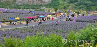 온통 보랏빛 세상…여기가 무릉별유천지