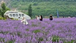 온통 보랏빛 세상…여기가 무릉별유천지