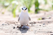 포항흥해 해변 머물던 쇠제비갈매기, 서식지 옮긴 까닭은
