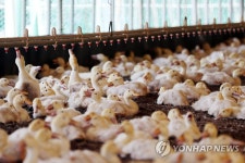 [르포] 폭염에 오리들도 헉헉…폐사 걱정에 속 타는 농장주