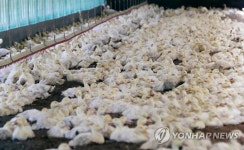 [르포] 폭염에 오리들도 헉헉…폐사 걱정에 속 타는 농장주