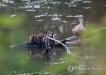 흰뺨검둥오리 가족 휴식