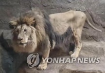 사자야 얼마 남지 않은 생 시멘트 바닥 대신 흙 땅 밟으렴