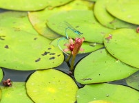멸종위기종 순채 강릉 순포습지에서 활짝
