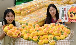 농협유통, 그린 황도 판매 개시