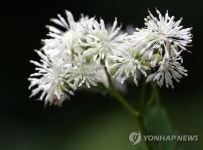 천상의 화원 금대봉으로 야생화 탐방 떠나요