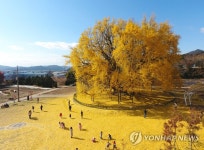 천연기념물 167호 원주 반계리 은행나무 광장 조성 사업 박차