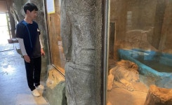 김해 갈비사자, 청주동물원으로 곧 이사·무리와 만난다