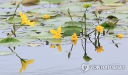 제주 어리연 개화 시작