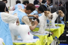 국제 도그쇼 애견미용 콘테스트