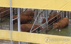 [르포] "난리도 이런 난리가…" 물에 잠겨버린 충남 청양·논산
