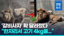[영상] 고기 4kg 한자리서 꿀꺽…2주만에 살 오른 갈비사자 바람이
