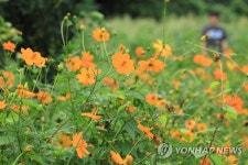 제주엔 노랑코스모스 활짝
