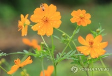 노랑코스모스 꿀 따는 벌