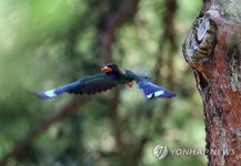 희망과 행운의 상징 파랑새